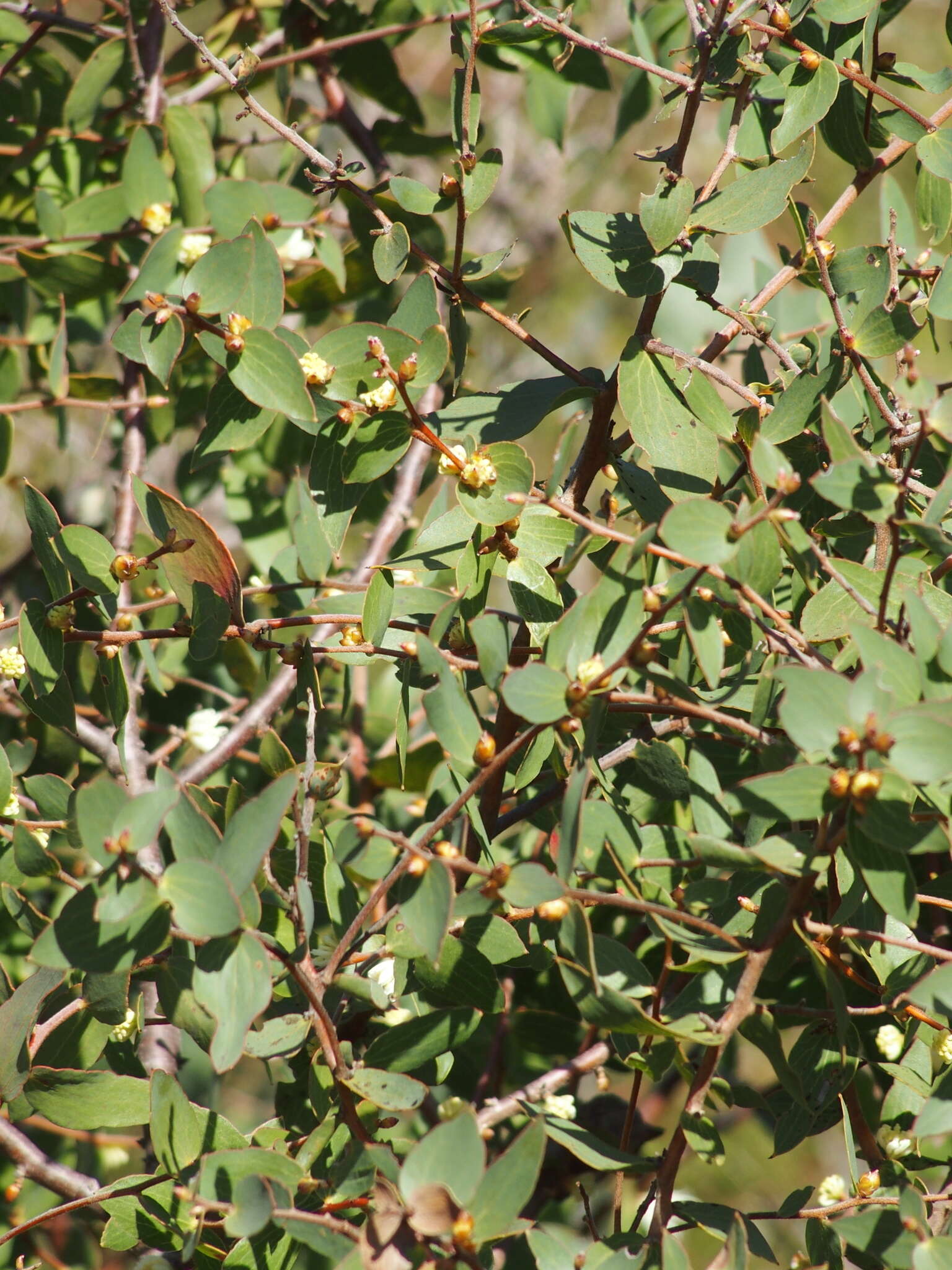 Image of Hakea ferruginea Sweet