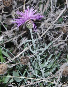 Centaurea ambigua Guss. resmi