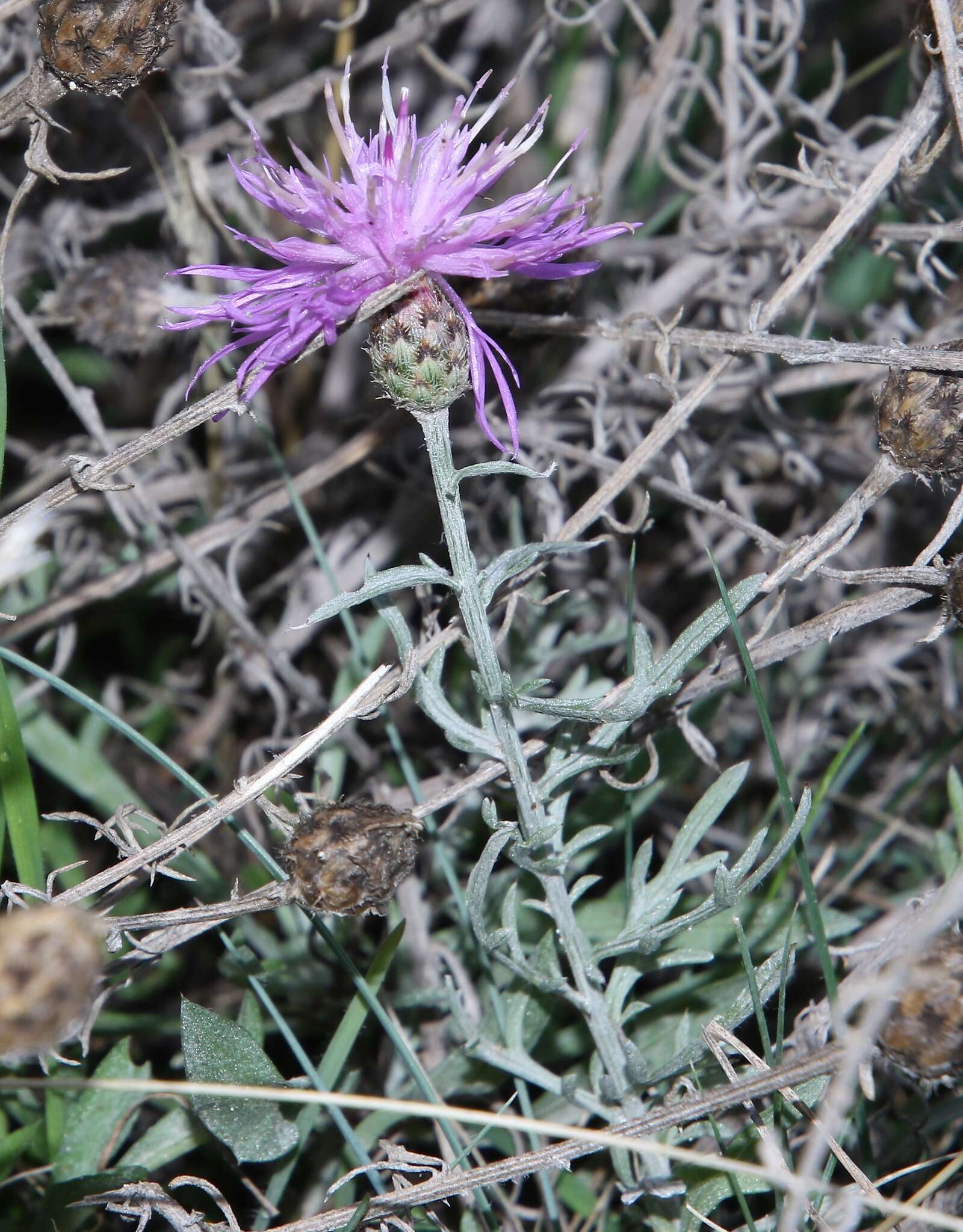 Слика од Centaurea ambigua Guss.