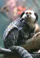 Image of Geoffroy's Marmoset