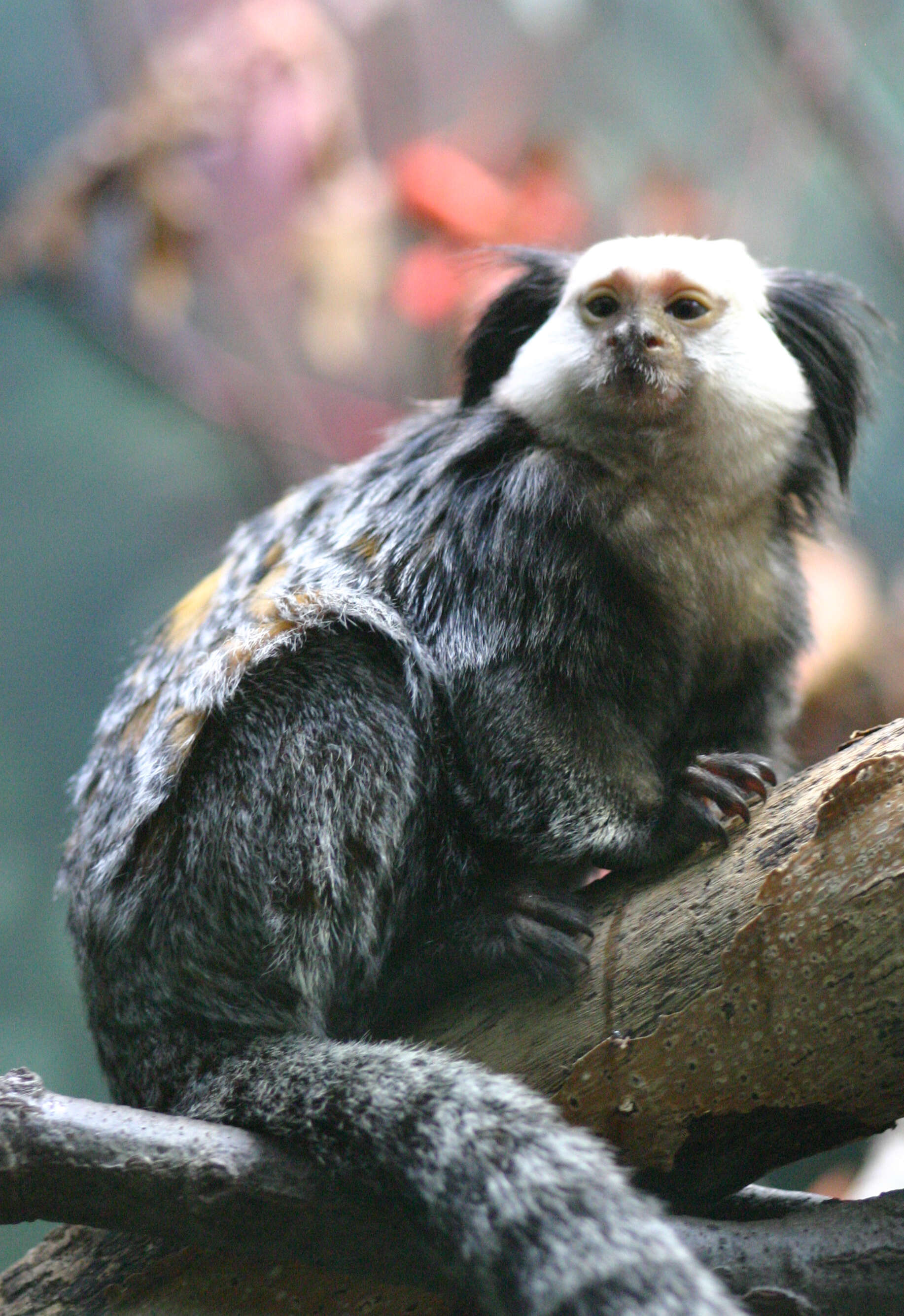 Image of Geoffroy's Marmoset