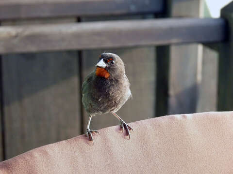 Image of Antillean bullfinches