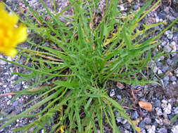 Image of fall dandelion