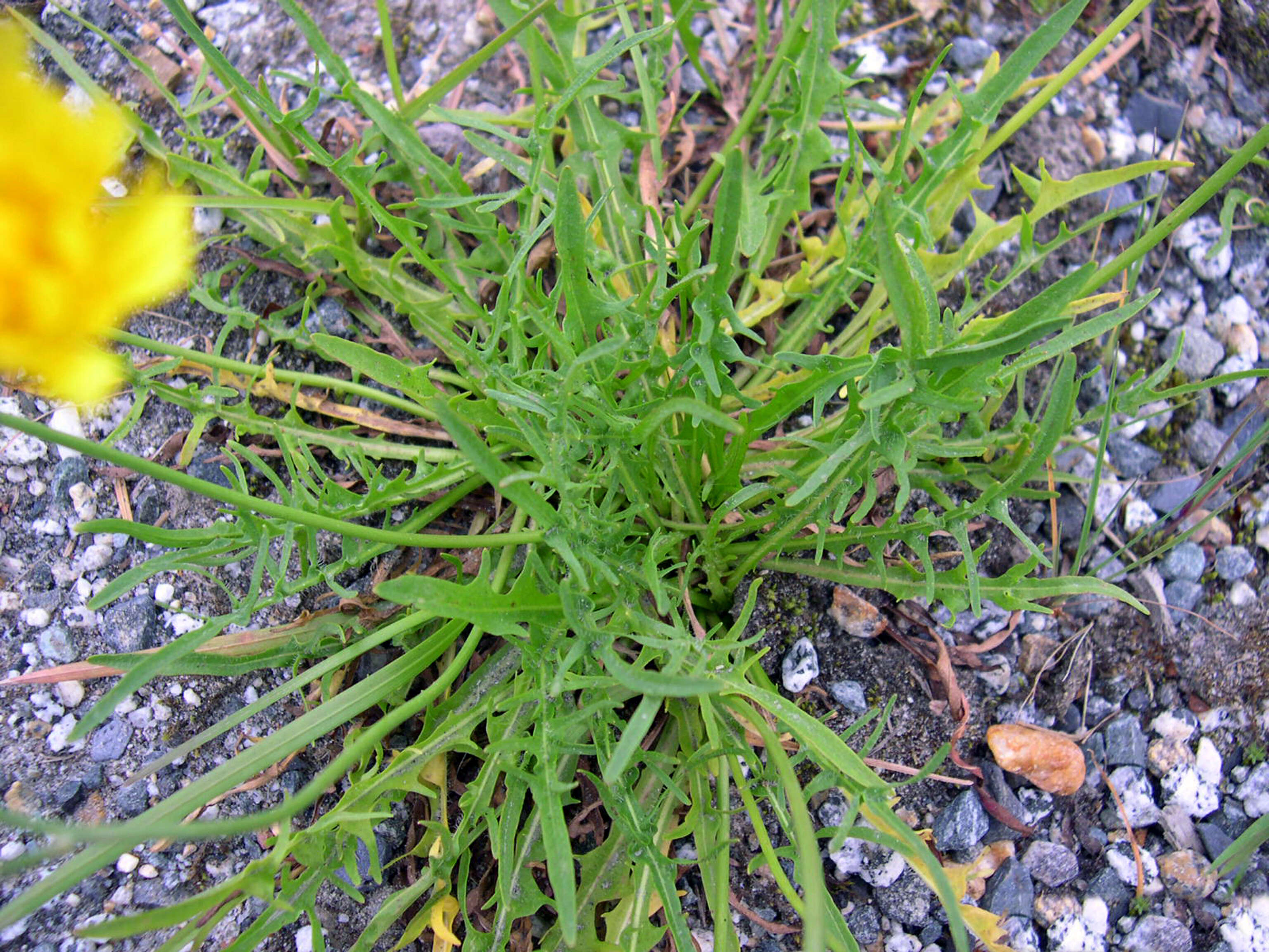 Imagem de Scorzoneroides autumnalis subsp. autumnalis