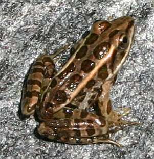 Image of pickerel frog