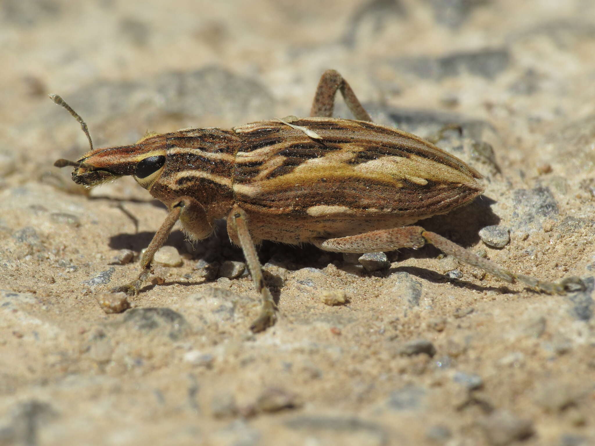 Image of Coniocleonus megalographus