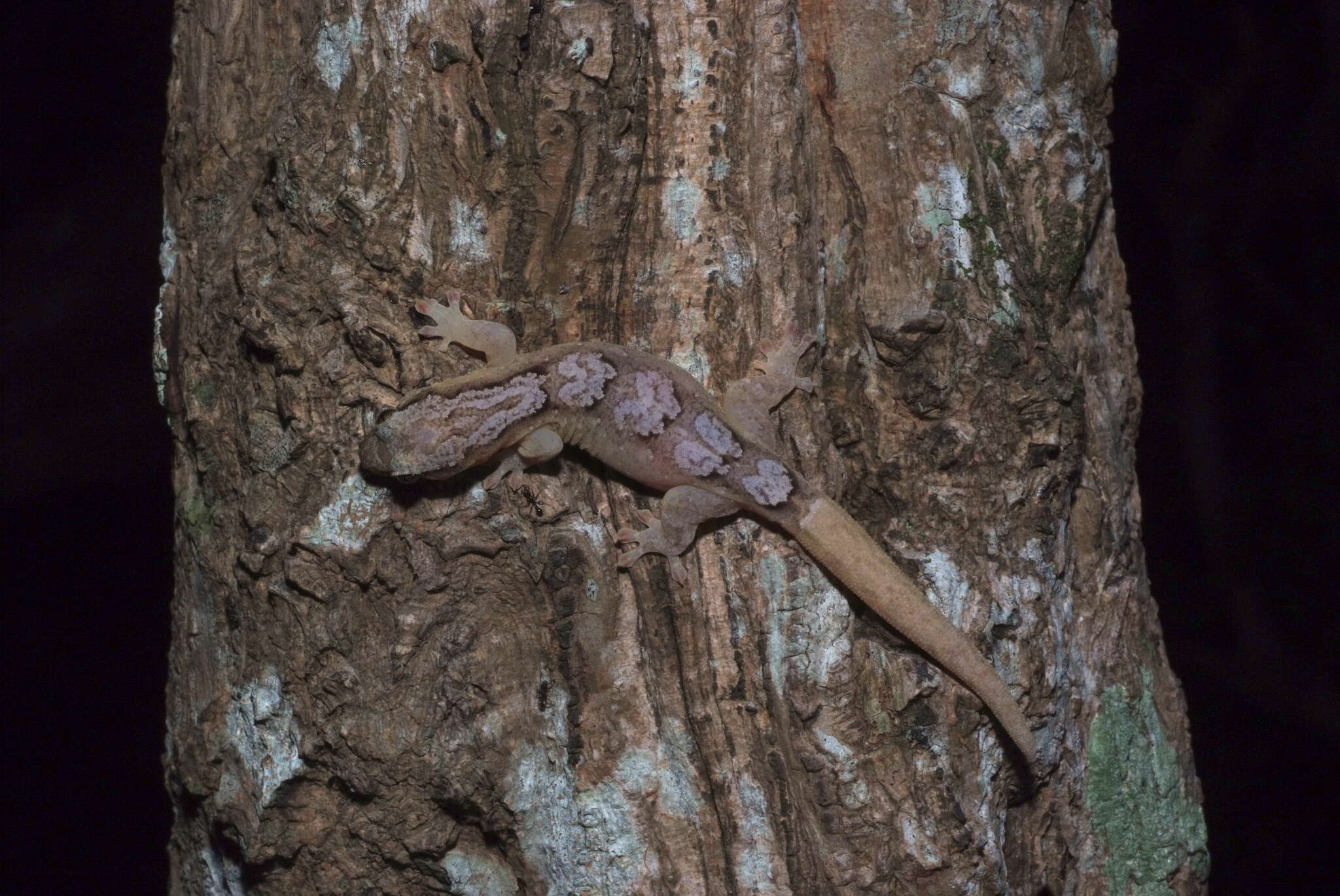 Image of Bavayia robusta Wright, Bauer & Sadlier 2000