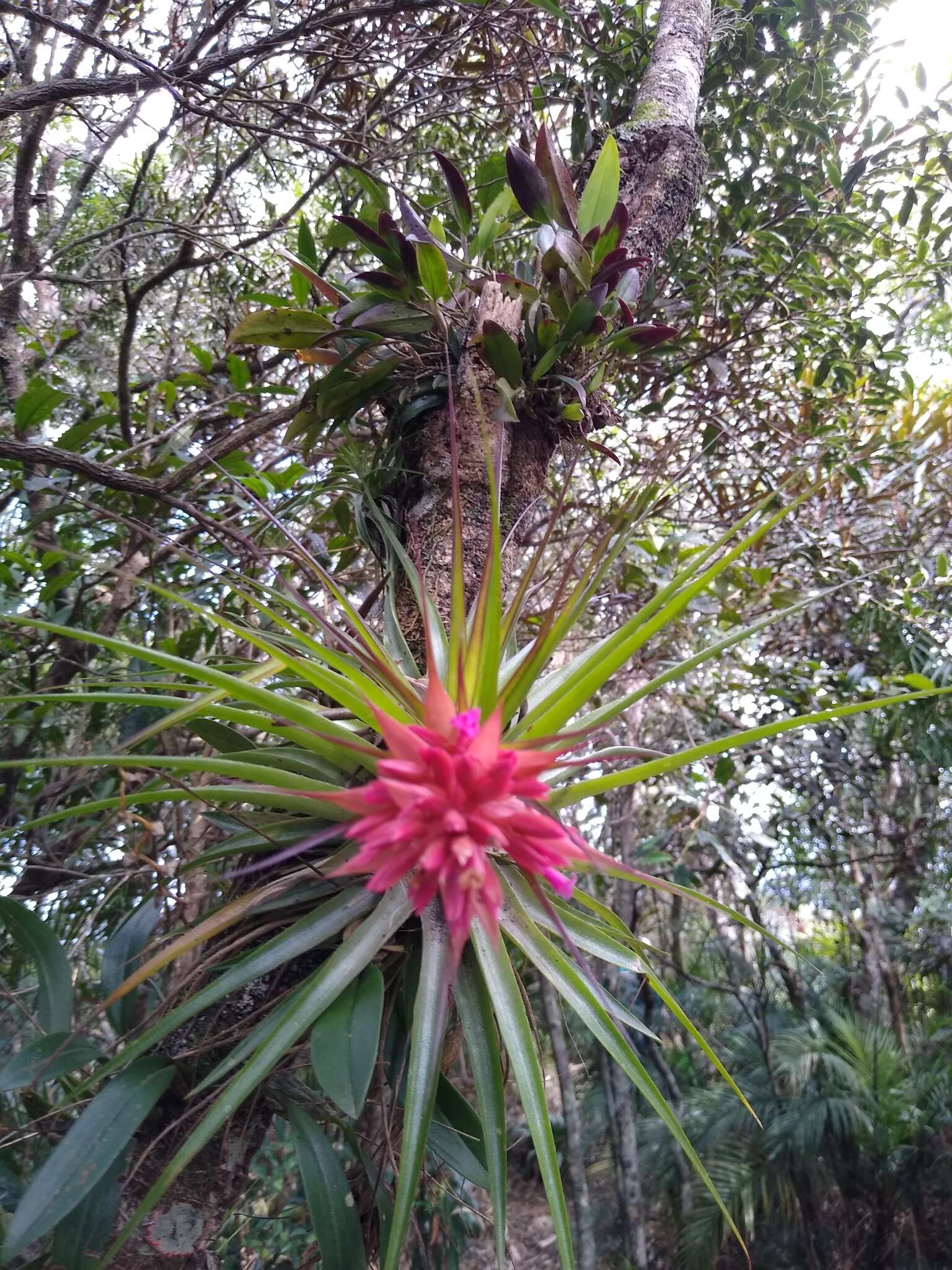 Image of Tillandsia geminiflora Brongn.