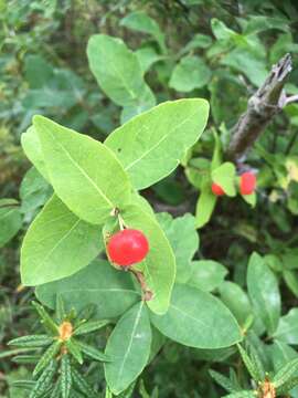 صورة Lonicera chamissoi Bunge