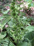 Image of white false hellebore