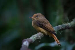 Image of <i>Onychorhynchus coronatus swainsoni</i>