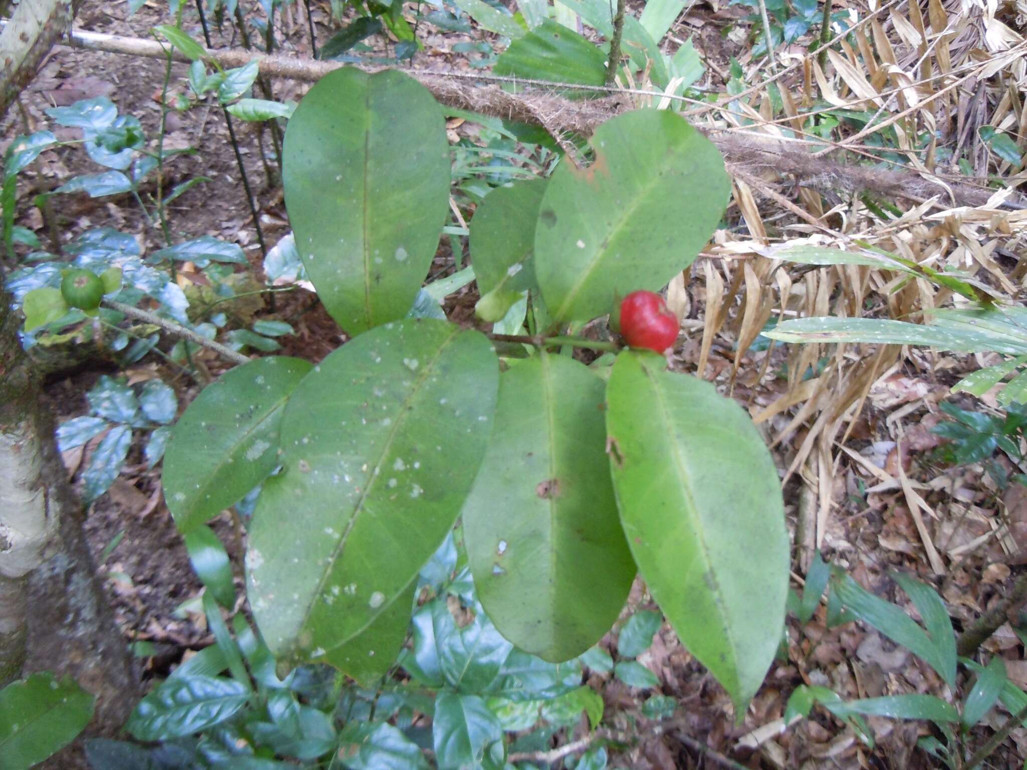 صورة Ixora biflora Fosberg