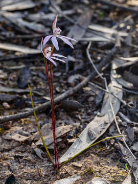 Image of Dusky fingers orchid