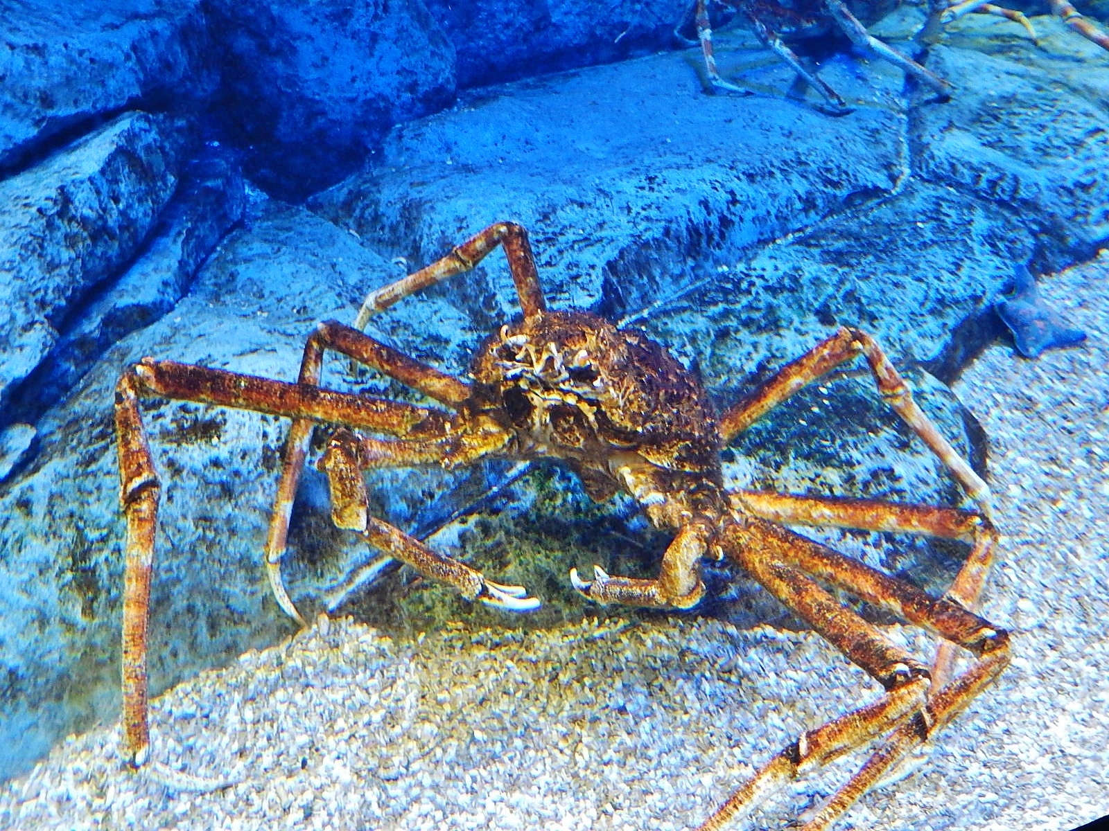 Japanese spider crab media - Encyclopedia of Life