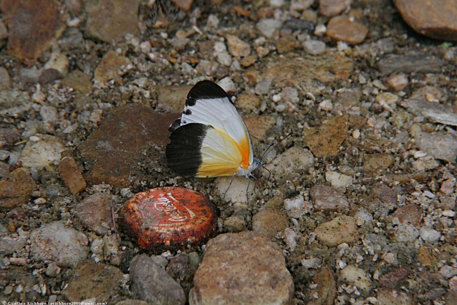 Image de Mylothris chloris (Fabricius 1775)