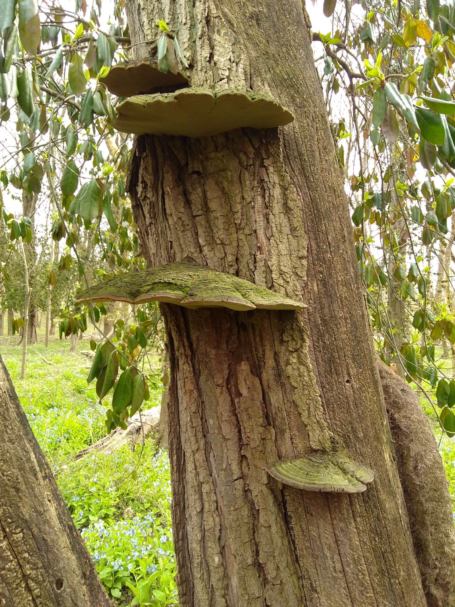 Phellinus robiniae (Murrill) A. Ames 1913的圖片