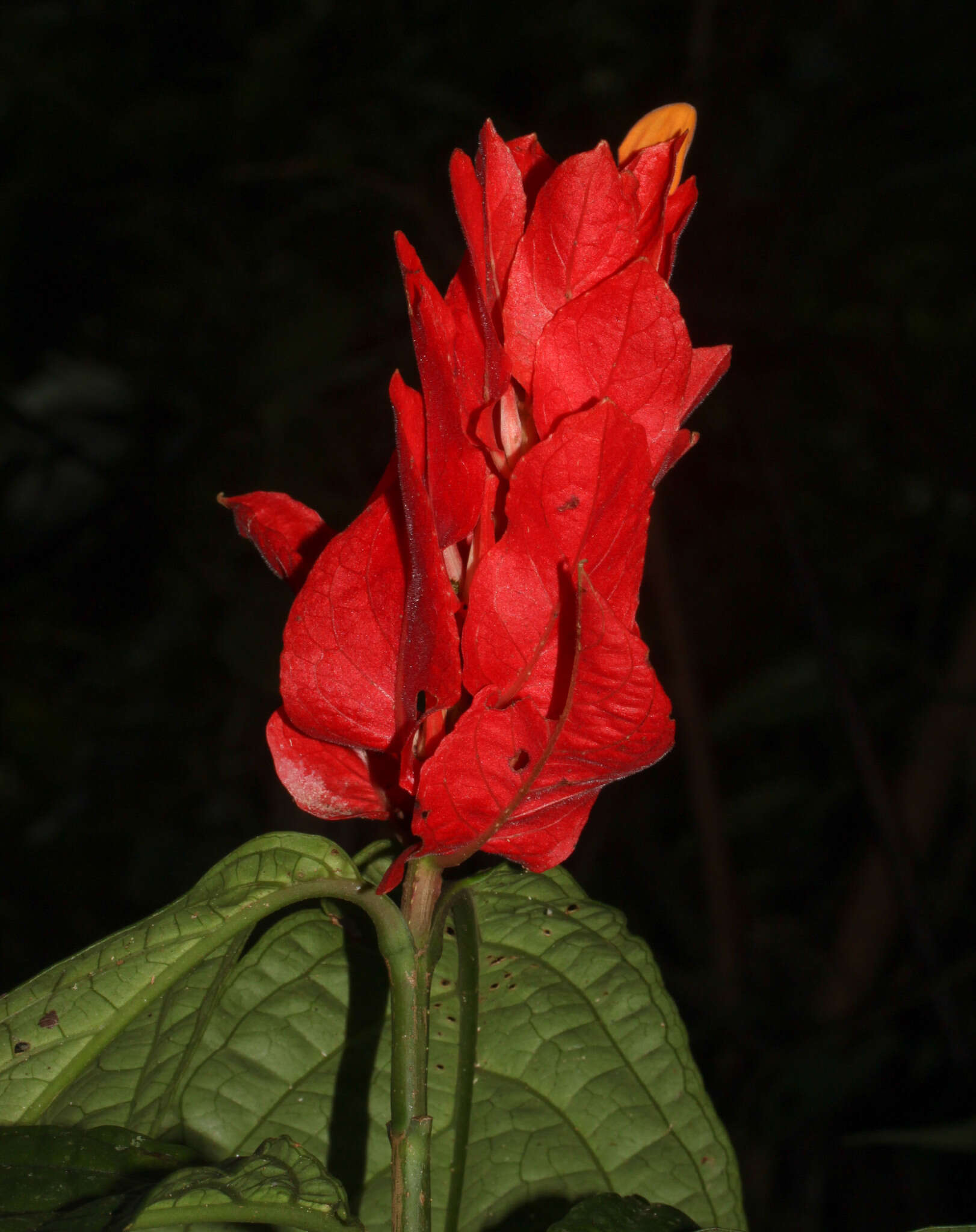 Image of Peruvian wild petunia