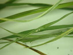 Image of pale sedge