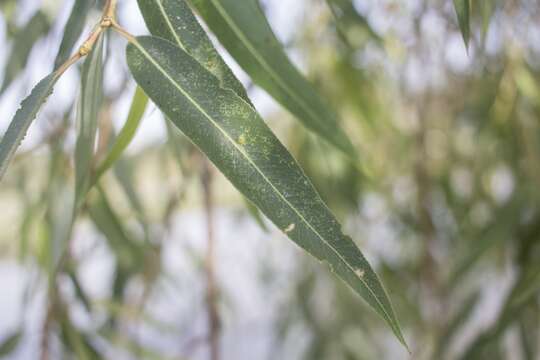 Image de Salix bonplandiana Kunth