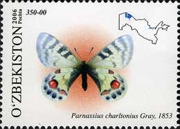 Sivun Parnassius charltonius Gray (1853) kuva