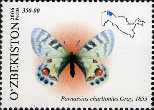 Image of Parnassius charltonius Gray (1853)