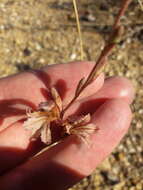 Image of Tritoniopsis elongata (L. Bolus) G. J. Lewis