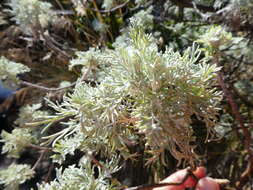 Imagem de Artemisia mauiensis (A. Gray) Skottsberg