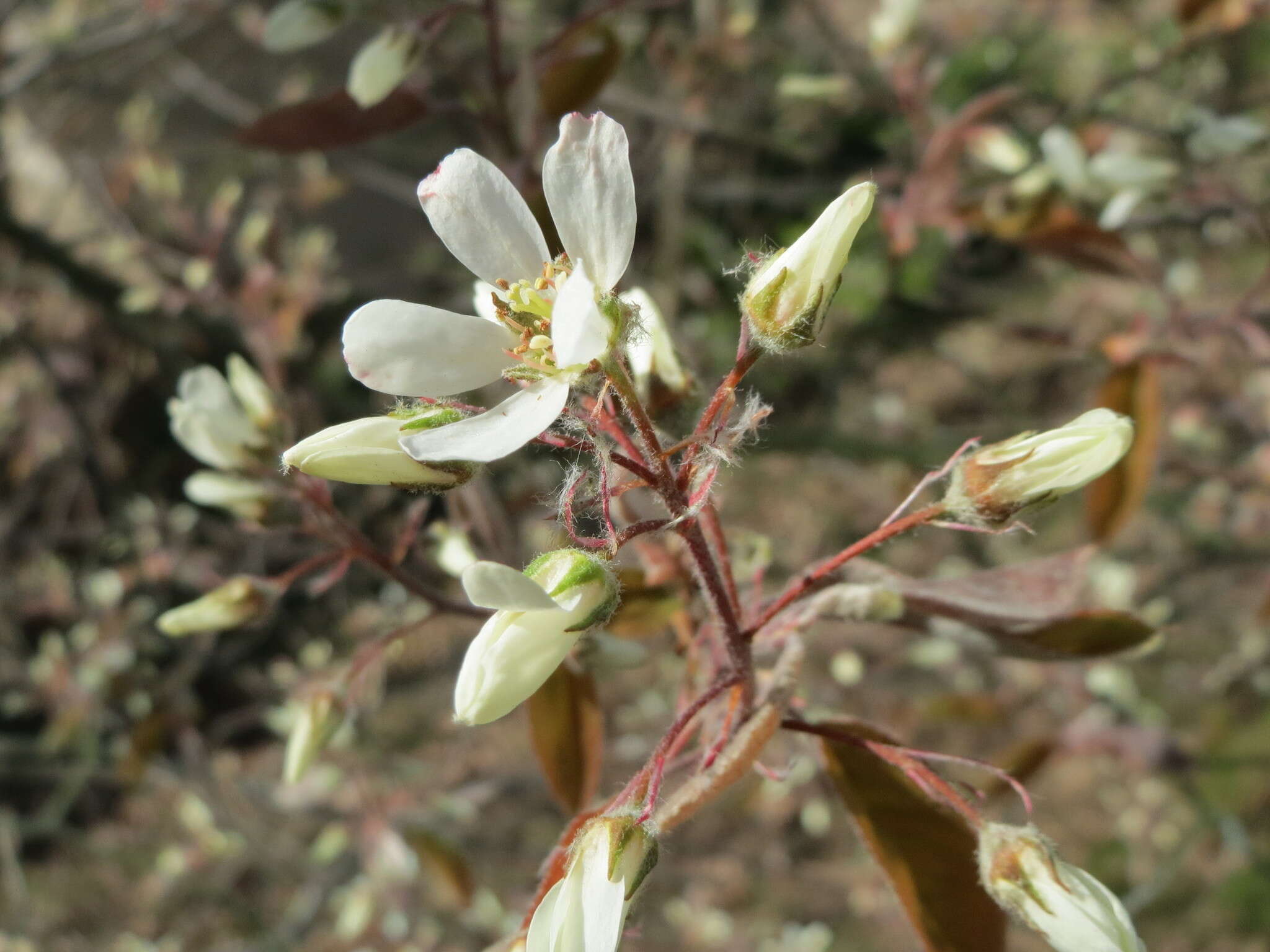 Image de Amelanchier lamarckii F. G. Schroed.