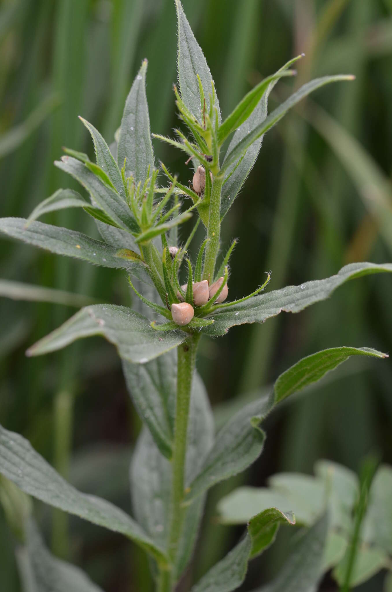 Arnebia tschimganica (B. Fedtsch.) G. L. Chu的圖片