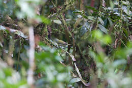 Image of Tennessee Warbler