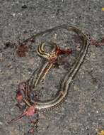 Image of Atlantic Salt Marsh Snake