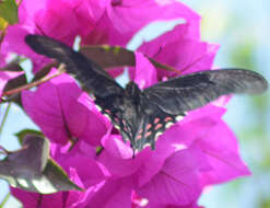 Image of Pink-spotted Swallowtail