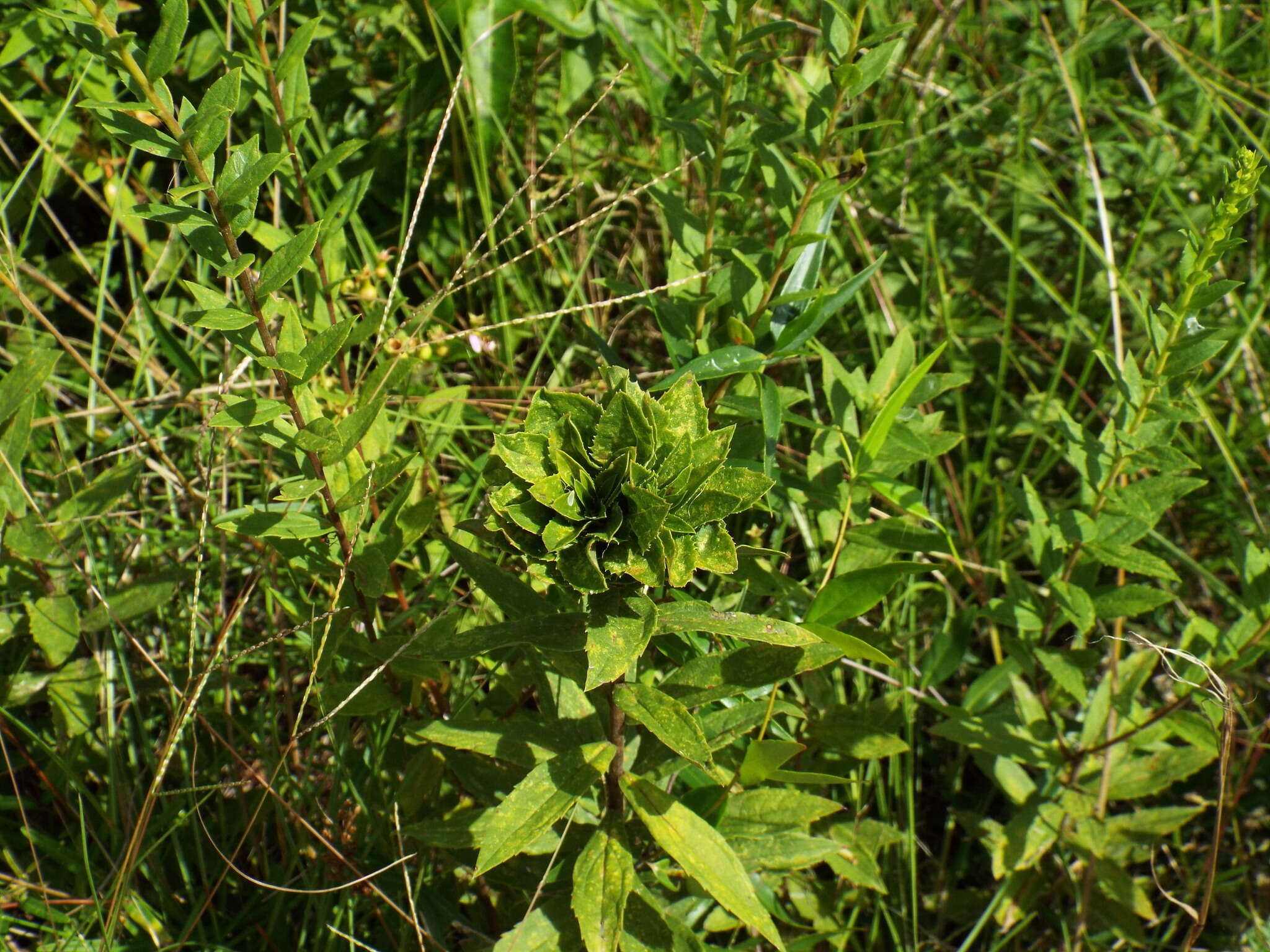 Image of Goldenrod Bunch Gall