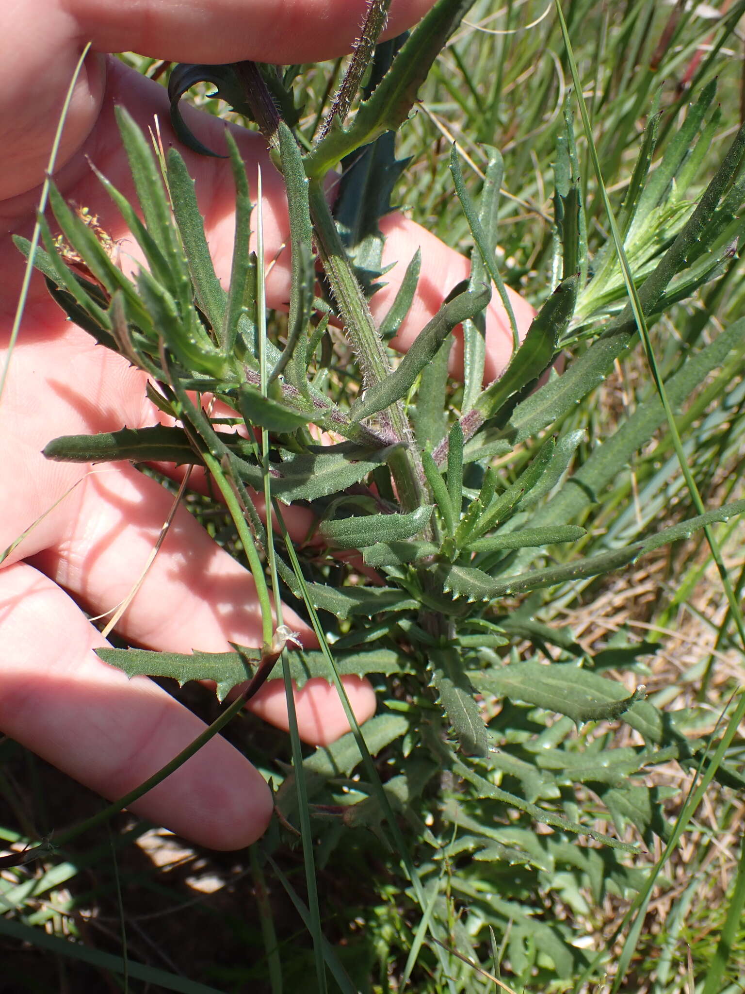 Image of Senecio multibracteatus Harv.