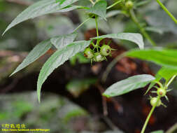 Cyclocodon lancifolius (Roxb.) Kurz resmi