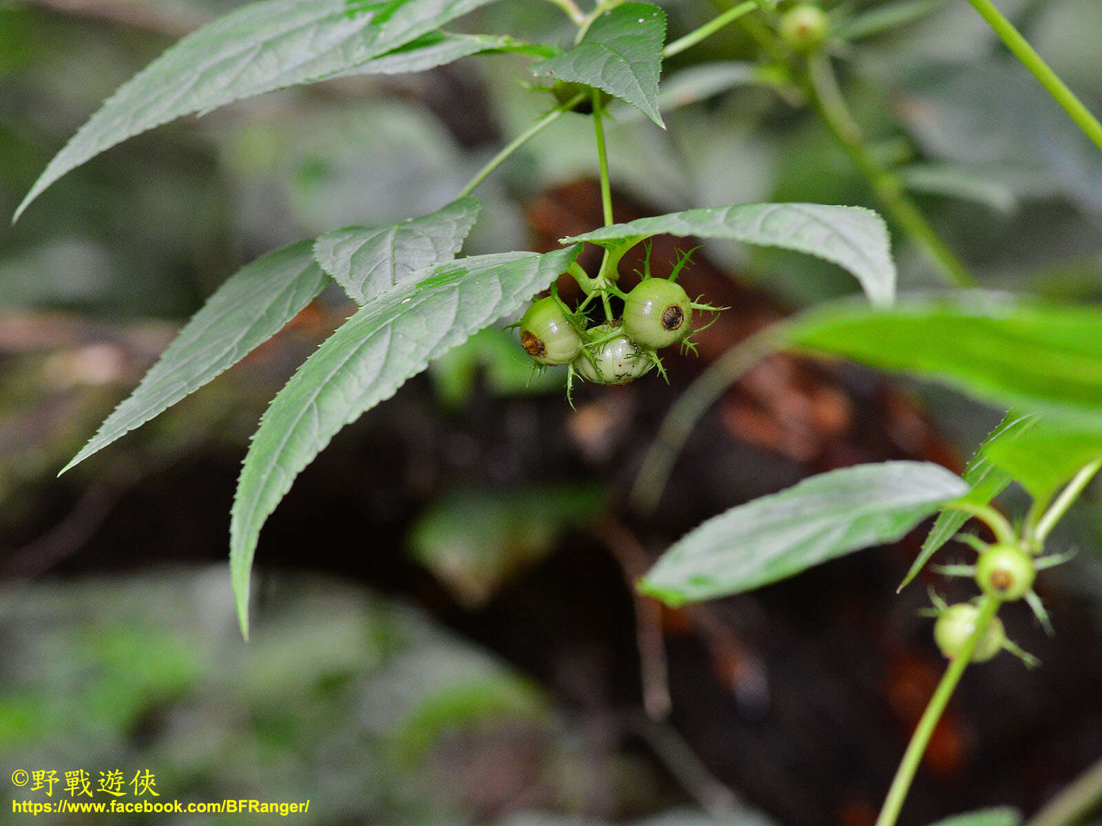 Cyclocodon lancifolius (Roxb.) Kurz resmi