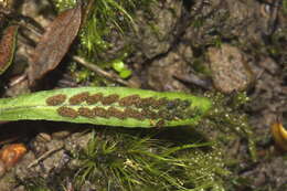 Image of Notogrammitis ciliata (Col.) Parris