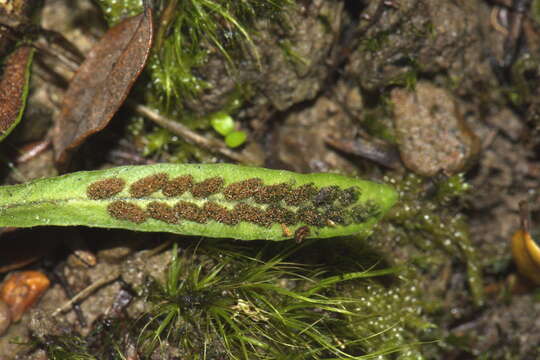 Notogrammitis ciliata (Col.) Parris的圖片