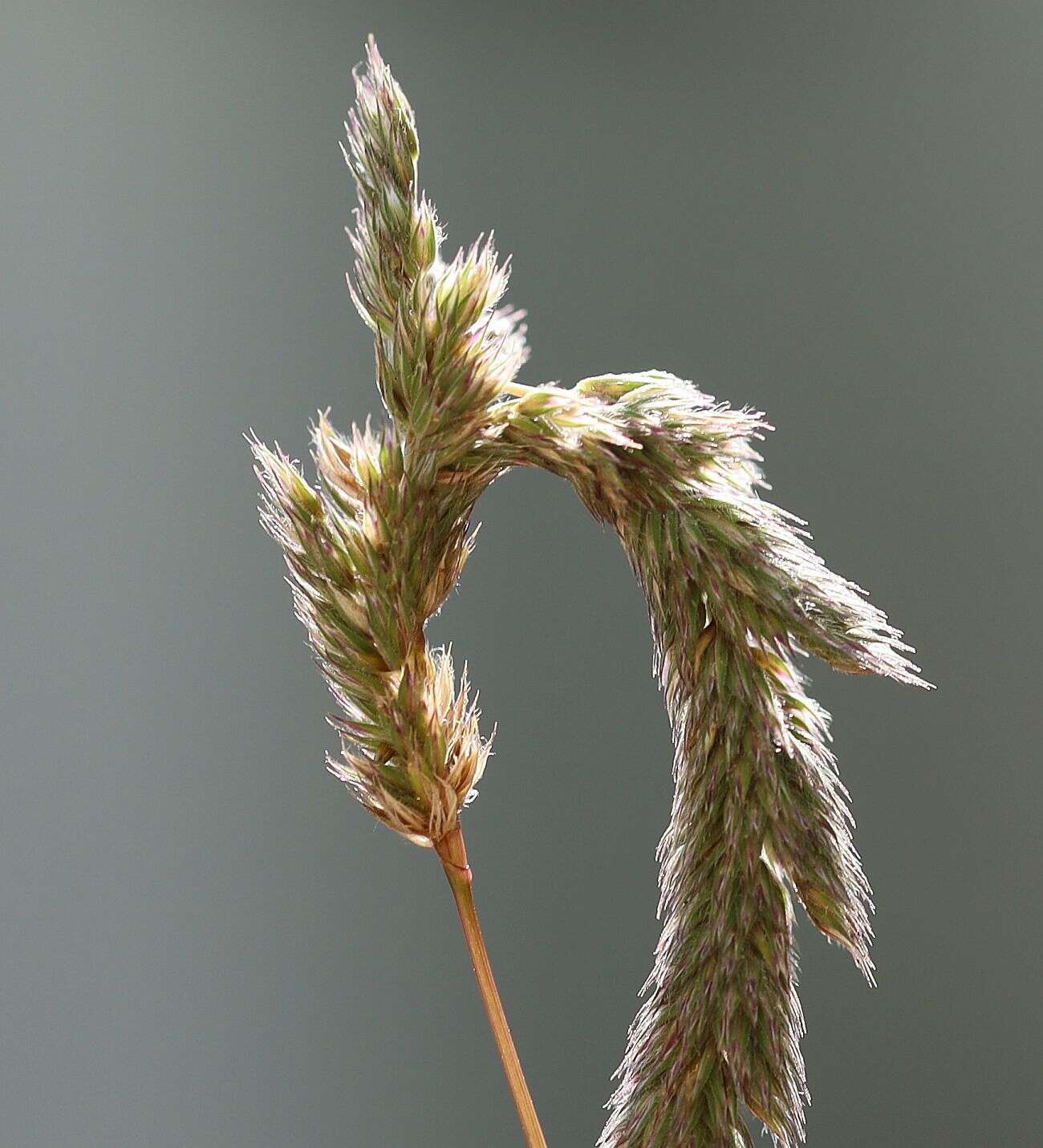 Phleum hirsutum Honck.的圖片