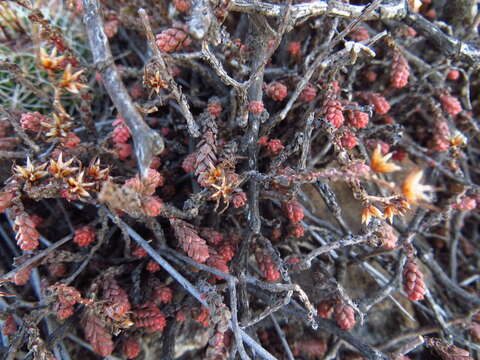 Image of red stonecrop