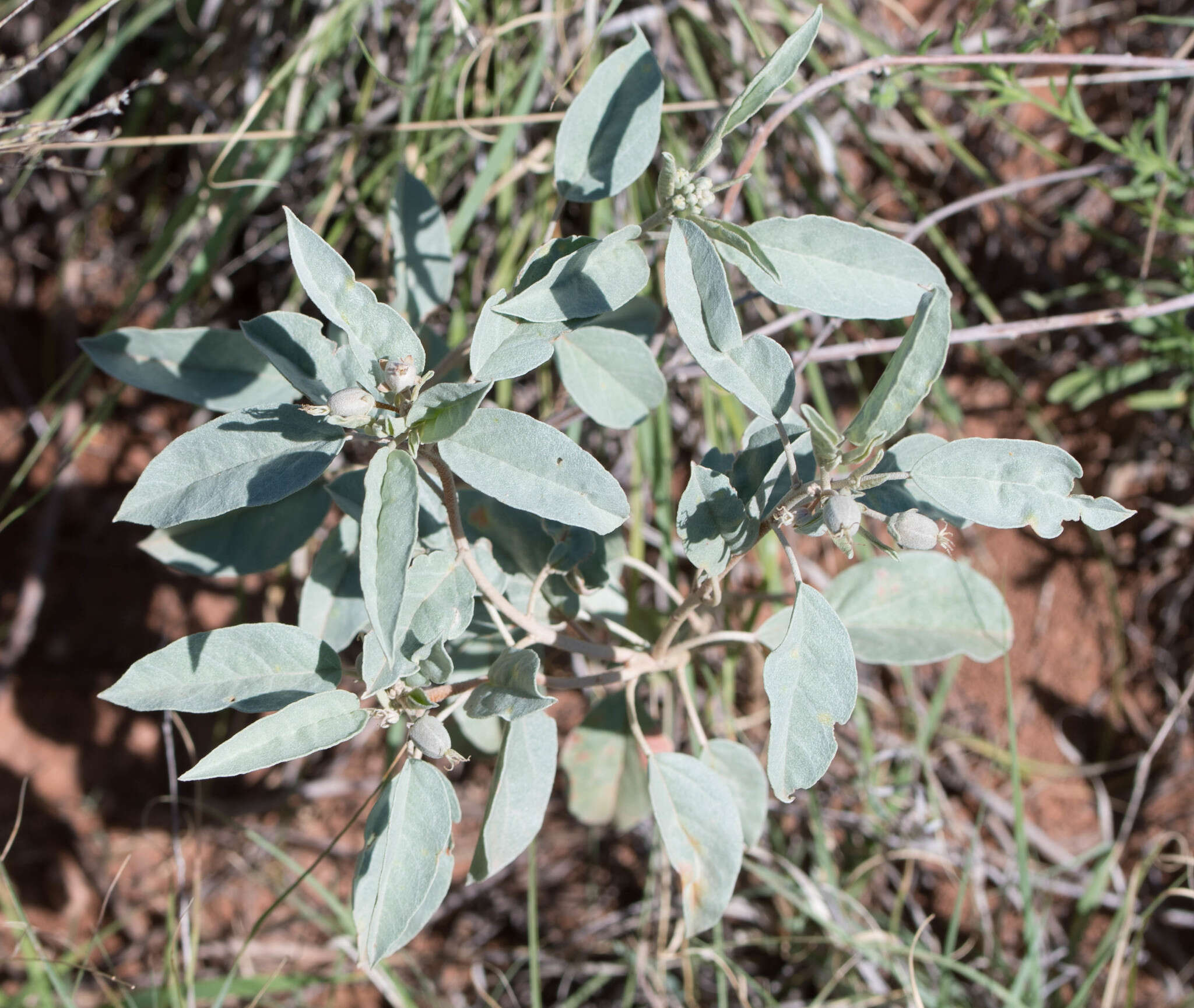 Sivun Croton pottsii (Klotzsch) Müll. Arg. kuva