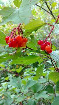 Image of American cranberrybush