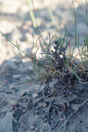 Image of Eriogonum mitophyllum Reveal