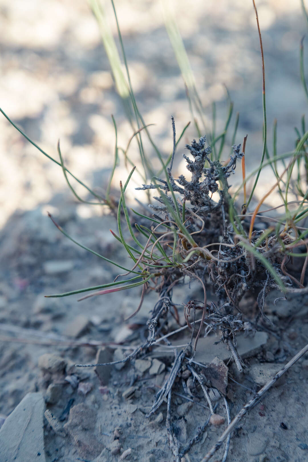 Image of Eriogonum mitophyllum Reveal