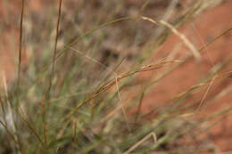 Image of Aristida holathera Domin