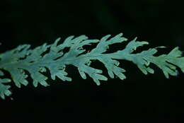 Imagem de Hymenophyllum acutum (C. Presl) Ebihara & K. Iwats.