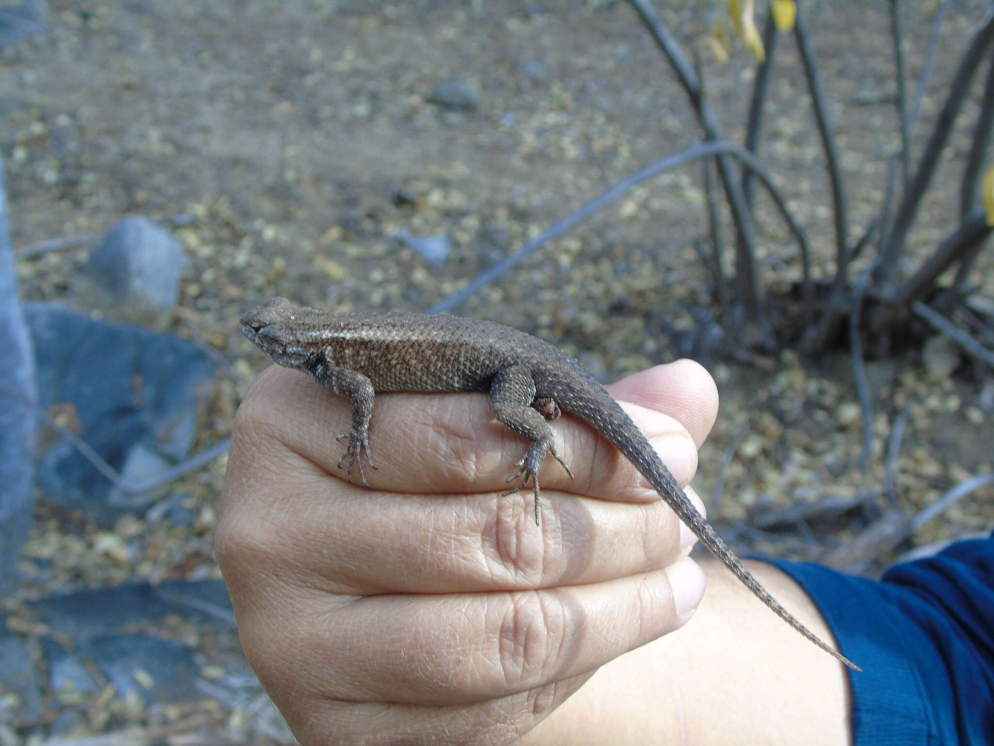 Image of Cape Arboreal Spiny Lizard