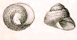 Image of Oxystele impervia (Menke 1843)