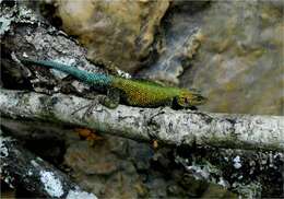 Image of Guatemalan Emerald Spiny Lizard