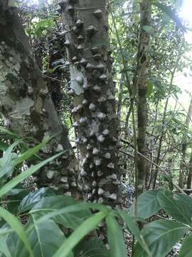 Sivun Zanthoxylum martinicense (Lam.) DC. kuva